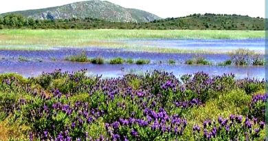 KARABURUN YARIMADASI’NIN TEK DOĞAL SULAK ALANI İRİS GÖLÜNÜ KURUTACAK KANALA CEZA
