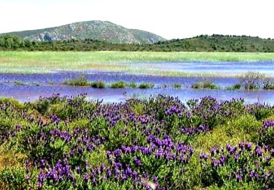 KARABURUN YARIMADASI’NIN TEK DOĞAL SULAK ALANI İRİS GÖLÜNÜ KURUTACAK KANALA CEZA